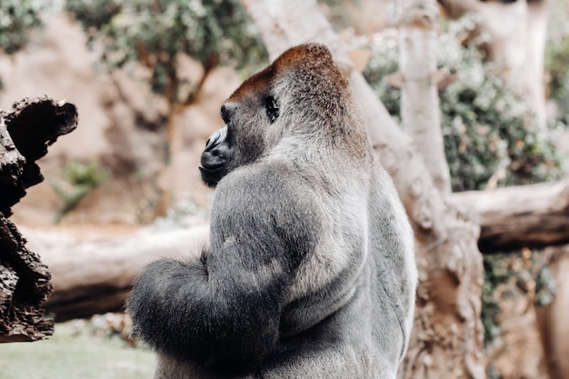 Ein Westlicher Flachlandgorilla mit schmollendem Gesichtsausdruck.Der Gorilla schaut mich an