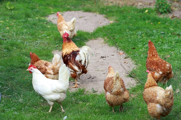 Ein wichtiger Hahn führt seine Hühner spazieren Landwirtschaftliche Industrie Hühnerzucht