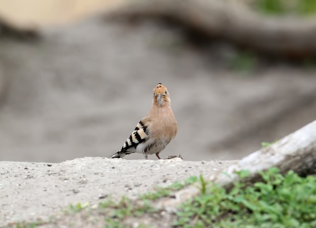 Ein Wiedehopf sitzt im Sand