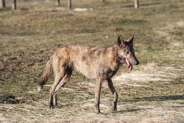 Ein wilder hyänenfarbener Hund steht auf einem Feld im Frühling Sonnenuntergang