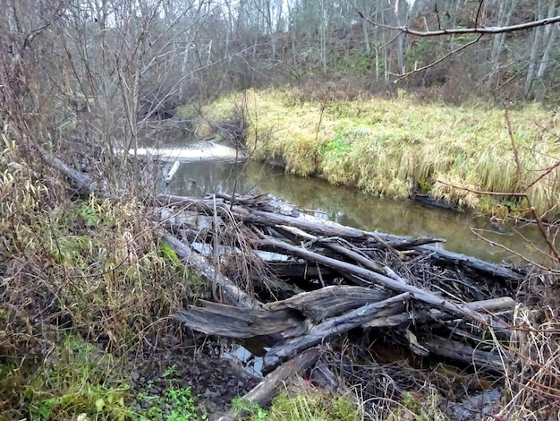 Foto ein wilder kleiner fluss mit umgestürzten bäumen und vielen felsen. ein kleiner forellenfluss im herbst.