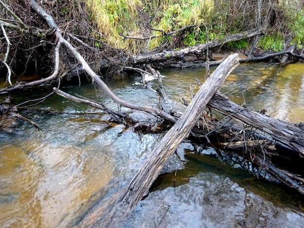 Ein wilder kleiner Fluss mit umgestürzten Bäumen und vielen Felsen. Ein kleiner Forellenfluss im Herbst.