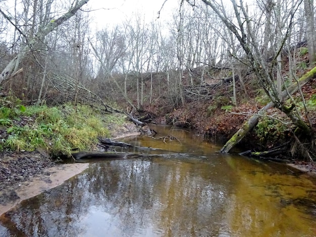 Ein wilder kleiner Fluss mit umgestürzten Bäumen und vielen Felsen. Ein kleiner Forellenfluss im Herbst.