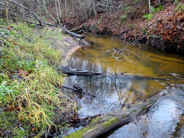 Ein wilder kleiner Fluss mit umgestürzten Bäumen und vielen Felsen. Ein kleiner Forellenfluss im Herbst.