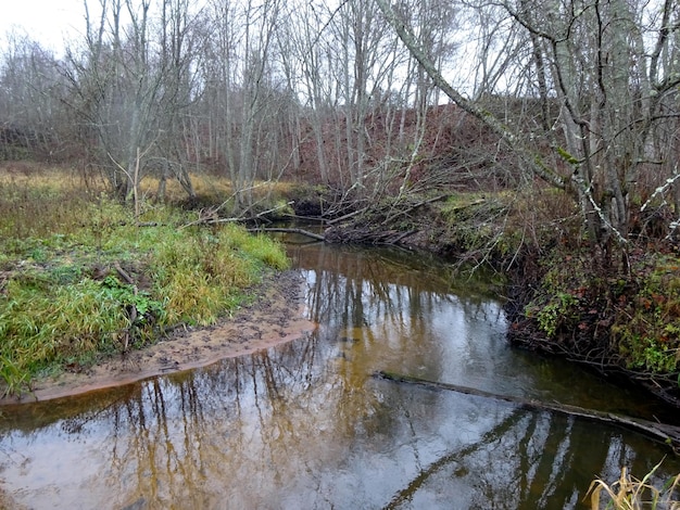 Foto ein wilder kleiner fluss mit umgestürzten bäumen und vielen felsen. ein kleiner forellenfluss im herbst.