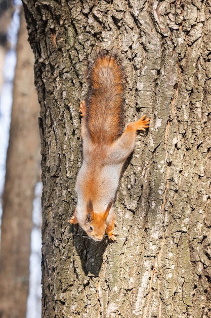 Ein wildes Eichhörnchen, das auf dem Baum läuft