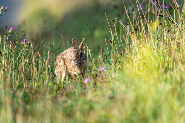 Foto ein wildes kaninchen weidet im sonnenlicht auf der weide