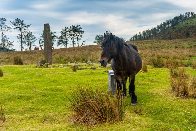 Ein wildes schwarzes Pferd auf dem Berg Adarra in der Stadt Urnieta in der Nähe von San Sebastian, Gipuzkoa