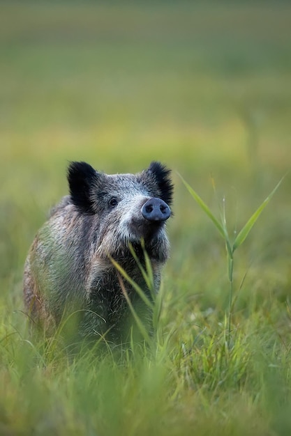 Ein Wildschwein im Gras