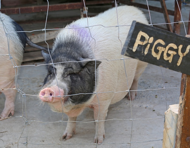 Ein Wildschwein im Stall.