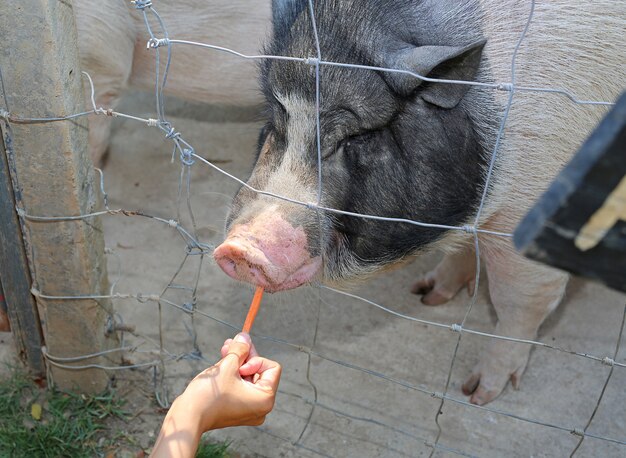 Ein Wildschwein wurde im Stall gefüttert.