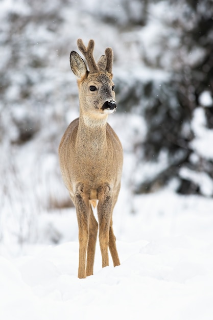 Ein Winterporträt von Reh mit wachsenden Geweihen bedeckt mit Samt im Wald