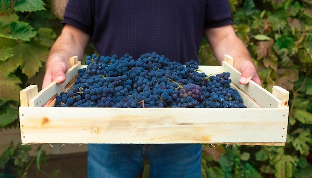 Ein Winzer mit einer Kiste voller frisch gepflückter blauer Trauben, die im Weinberg gepflückt wurden