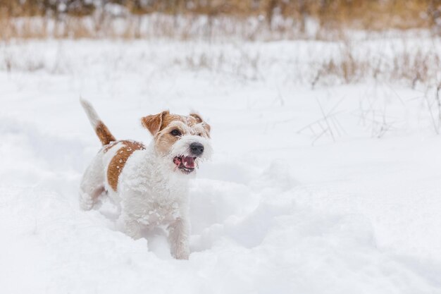 Ein Wirehaired Jack Russell Terrier steht an einem bewölkten Tag im Schnee Hund im Winter Verschwommener Hintergrund für die Inschrift