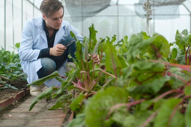 Ein Wissenschaftler analysiert Bio-Gemüsepflanzen im Gewächshauskonzept der Landtechnik