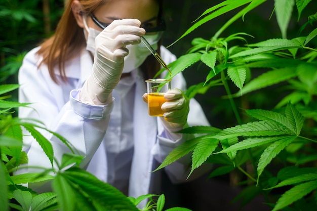 Ein Wissenschaftler überprüft und analysiert ein Cannabis-Experiment und hält einen Becher mit CBD-Öl in einem Labor