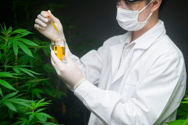 Ein Wissenschaftler überprüft und analysiert ein Cannabis-Experiment und hält einen Becher mit CBD-Öl in einem Labor