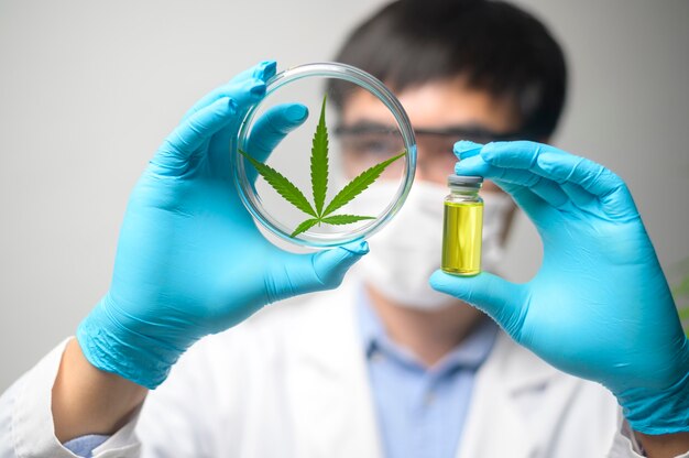 Ein Wissenschaftler überprüft und analysiert in einem Labor ein Cannabis-Sativa-Experiment, eine Hanfpflanze für pflanzliches pharmazeutisches CBD-Öl