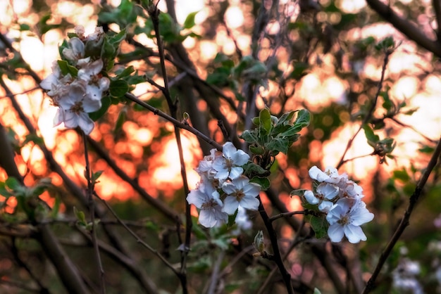 Foto ein wunderschöner blühender apfelbaum im sonnenuntergang