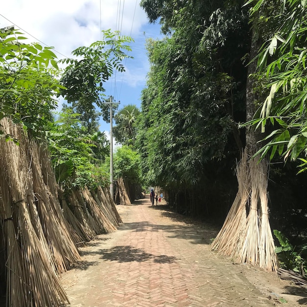 Ein wunderschöner Gehweg im Dorf mit tropischen Bäumen