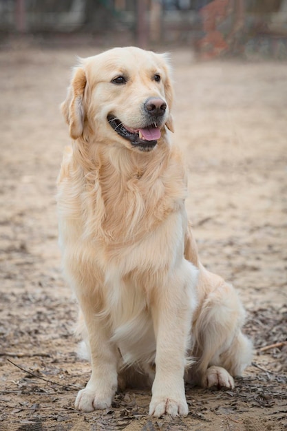 Foto ein wunderschöner goldener labrador retriever sitzt und lächelt in die kamera