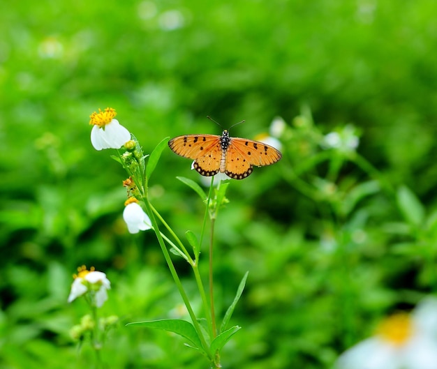 Ein wunderschöner orangefarbener Schmetterling ruht auf einer weißen Blume