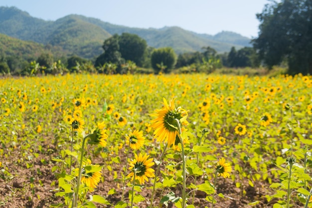 Ein wunderschöner Panoramablick auf den Inle-See in Myanmar