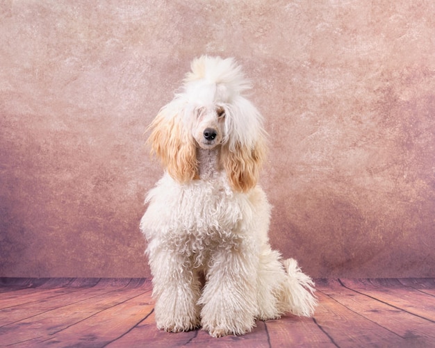 Ein wunderschöner Pudel in heller Aprikose in einer modernen Fellfarbe auf einem Vintage-Hintergrund 9 Monate alter Hund