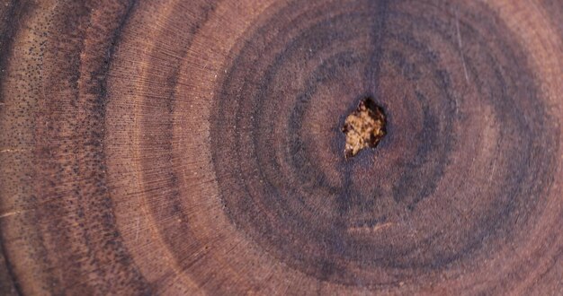 ein wunderschöner Schnitt aus einem Rowan-Baum, der zur Dekoration und Verwendung verarbeitet wird