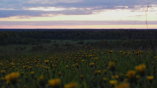 Ein wunderschöner Sonnenuntergang über einem Löwenzahnfeld und einem Wald, der sich bis zum Horizont erstreckt