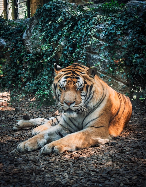 Foto ein wunderschöner tiger, der sich gerne fotografieren lässt