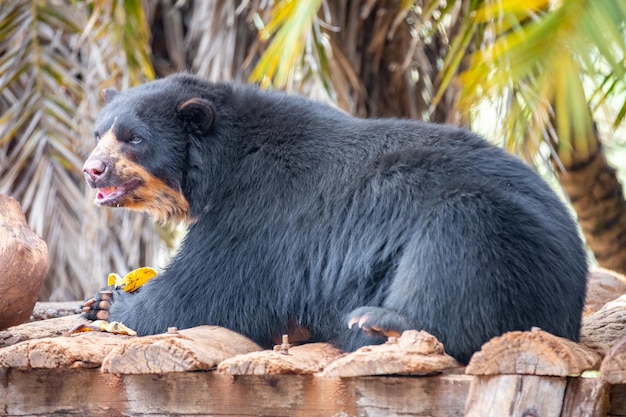 Ein wunderschöner und seltener Brillenbär allein in Nahaufnahme mit Tiefenschärfeunschärfe Tremarctos ornatus