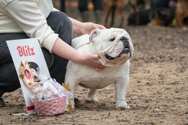 Ein wunderschöner weißer englischer Bulldog auf einer Hundeausstellung