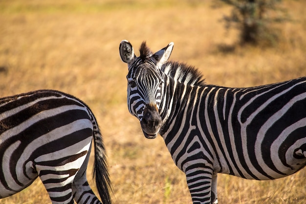 Ein wunderschöner Zebras im Masai Mara Nationalpark, wilde Tiere in der Savanne. Kenia