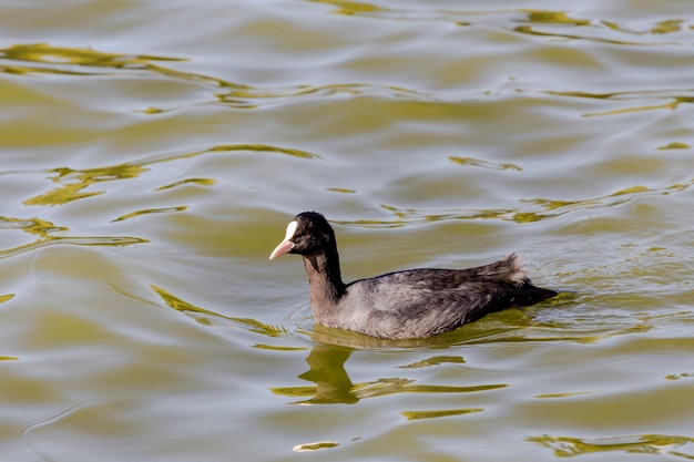 Ein wunderschönes Blässhuhn (Fulica atra) schwimmt an einem sonnigen Herbsttag in einem Teich aus nächster Nähe