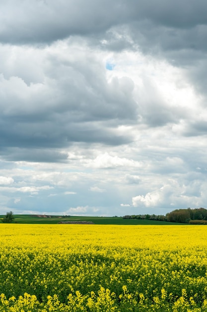 Ein wunderschönes blühendes Rapsfeld vor dem Hintergrund der Wolken Gewitterwolken in Erwartung des Regens hängen über einer blühenden Wiese mit Blumen und landwirtschaftlichen Nutzpflanzen