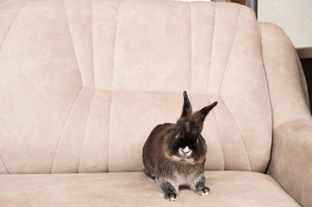 Ein wunderschönes braunes Kaninchen sitzt auf einer beigen Couch