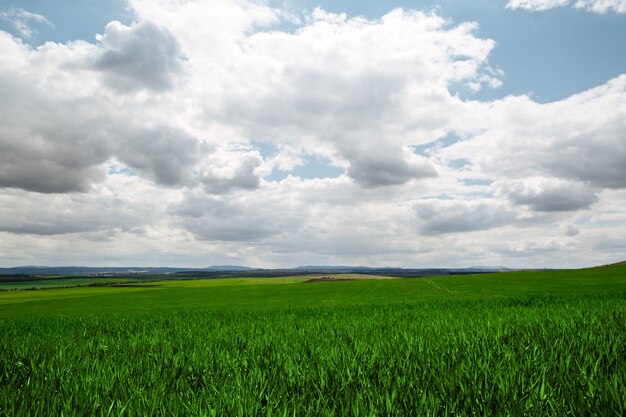 Ein wunderschönes endloses Feld von grünem jungem, sprießendem Gras vor blauem Himmel mit großen weißen Wolken