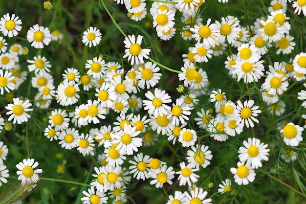 Ein wunderschönes Gänseblümchenfeld im Frühlingslicht