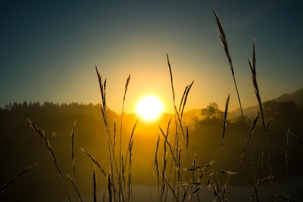 Ein wunderschönes natürliches Gras, das in den Morgenstunden auf der Wiese wächst, Grasland im Sonnenaufgang