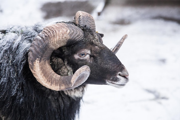 Ein wunderschönes Porträt eines Schafes im Winter