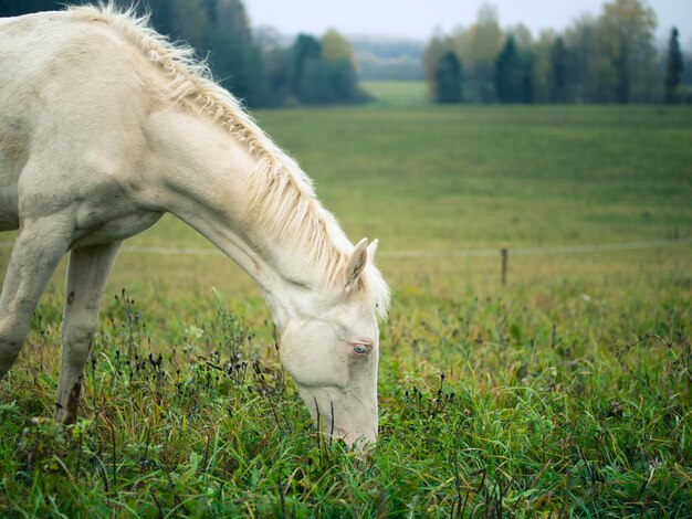 Ein wunderschönes weißes Albino-Pferd weidet auf einer Weide im frühen Morgennebel ein Albino-Pferd frisst Gras