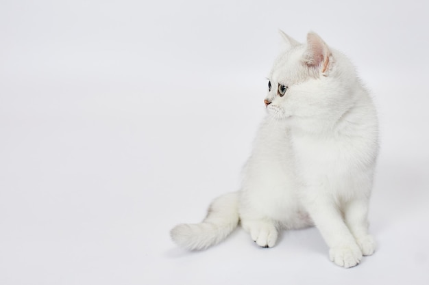 Ein wunderschönes weißes britisches Silberchinchilla-Kätzchen