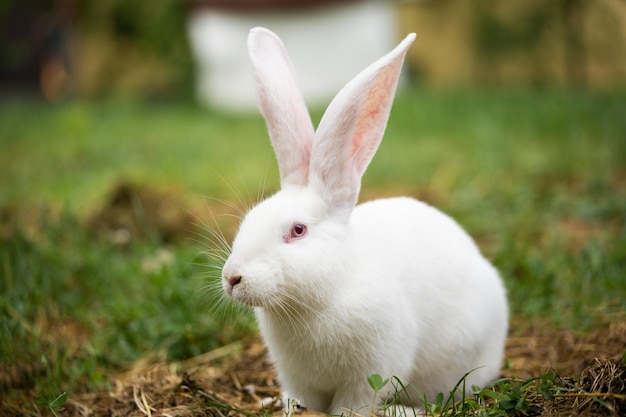 Foto ein wunderschönes weißes hauskaninchen weidet und geht im freien spazieren