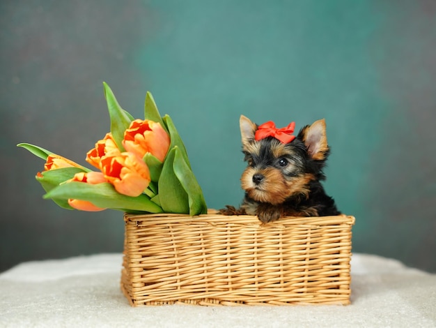 Foto ein yorkshire-terrier-hundchen sitzt in einem gitterkorb mit orangefarbenen tulpen.