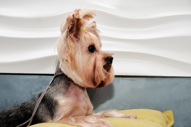 Ein Yorkshire Terrier liegt auf einem Kissen