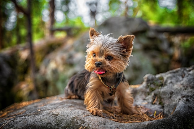 Ein Yorkshire-Terrier-Welpe geht in einem felsigen Wald