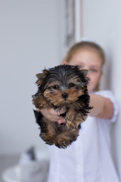 Ein Yorkshire Terrier Welpe in den Händen einer Nahaufnahme