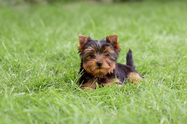 Ein Yorkshire-Terrierwelpe sitzt auf dem Grasspaziergang