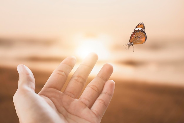 Foto ein zartes schmetterling flog zur hand